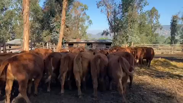 Lote 30 Ternera en Talca, VII  Región Maule