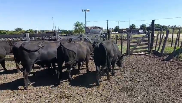 Lote 6 Toros 500kg - , San José