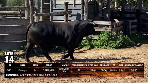 Lote Brangus