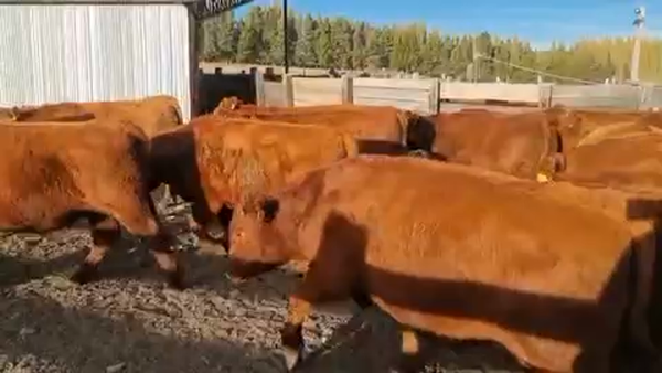 Lote 40 Novillo Engorda en Coyhaique, XI Región Aysén