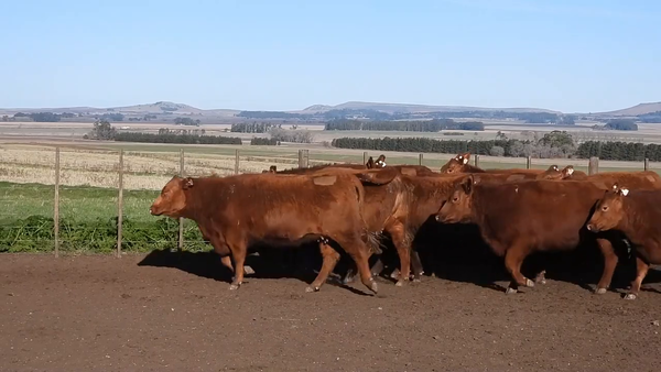 Lote NUMAEL S.A. Vaquillonas PC