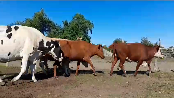 Lote 44 Vacas de invernar en Conscripto Bernardi, Entre Ríos