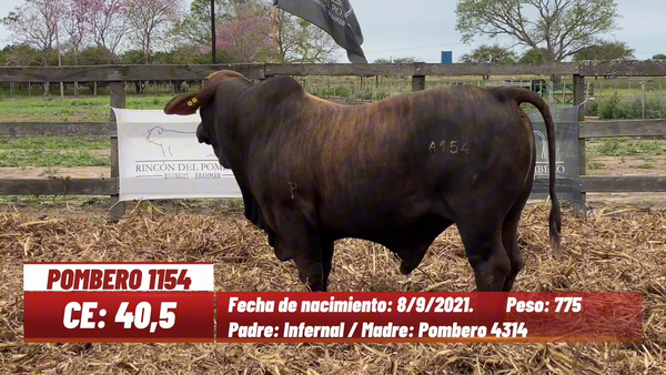 Lote TORO