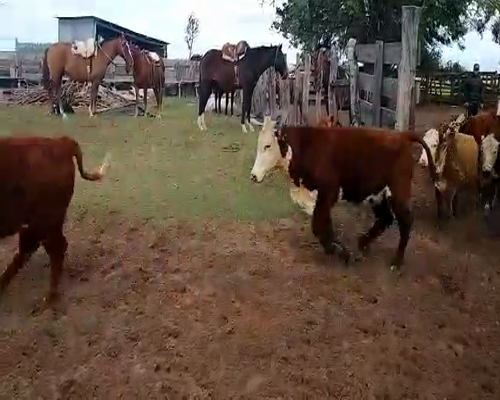 Lote 125 Terneros en Goya, Corrientes