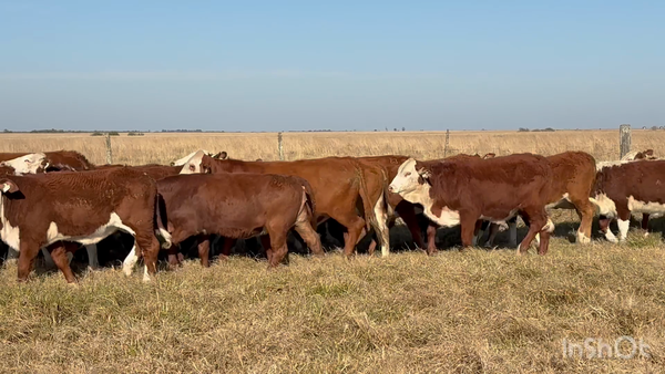 Lote 100 Terneras y vaquillas en Corrientes, Chavarría