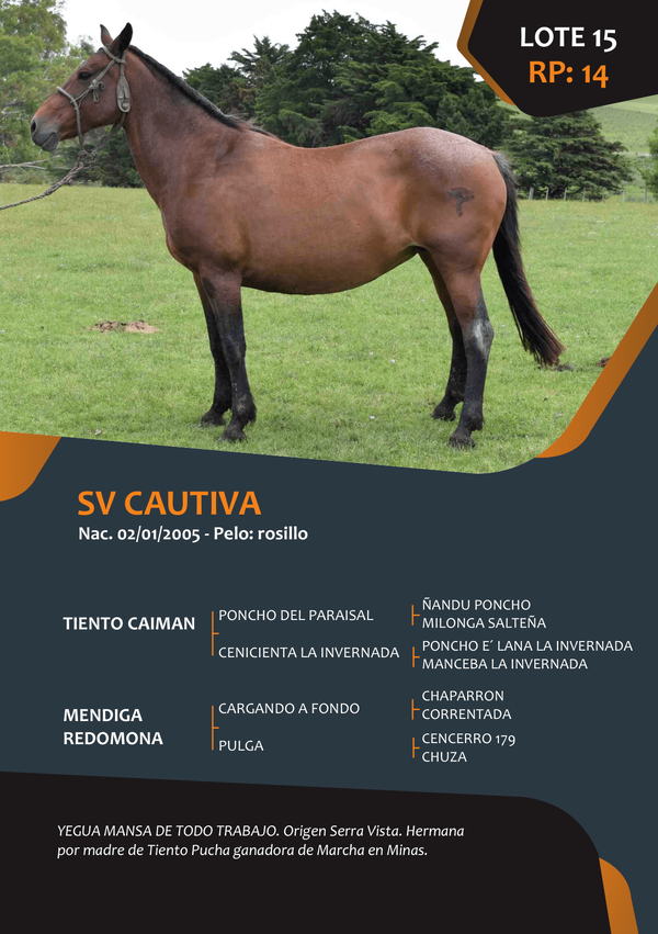Lote RP 14 - SV CAUTIVA