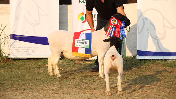 Lote Lote 36 - Ovinos