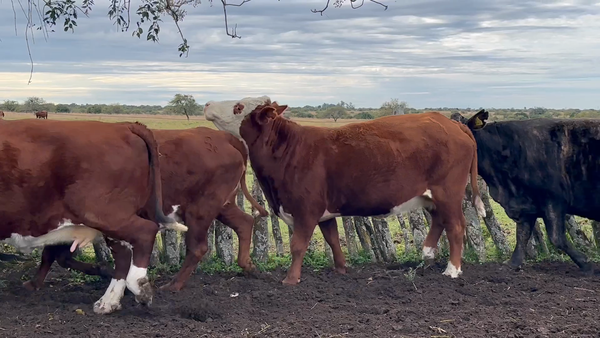 Lote 7 Faena en Corrientes, Curuzu Cuatia
