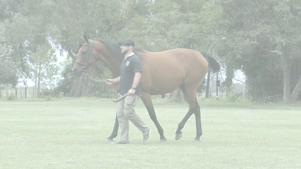 Lote LABEEBA (LIZARD ISLAND - AREEJ)  Preñez por STORM EMBRUJADO