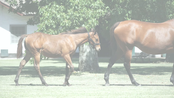 Lote FULL FULL (FULL MAST -  FULL SERRANA)