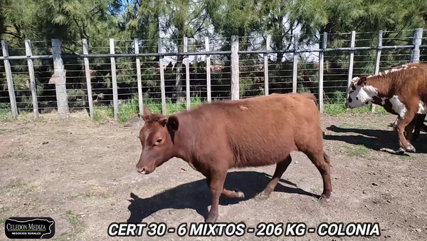 Lote 6 Terneros y Terneras en Carmelo, Colonia