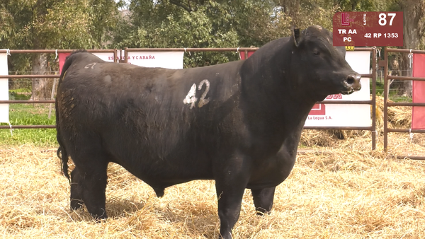 42 1353 — TOROS ANGUS NEGROS  PC