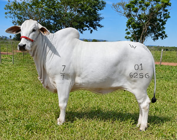 Lote LOTE 45