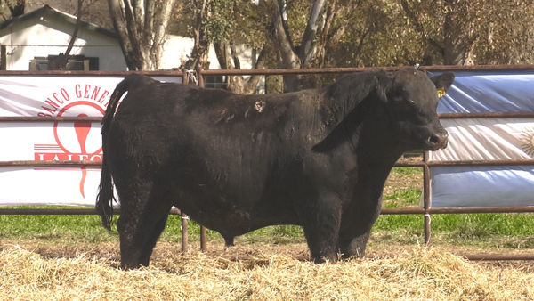 Lote TOROS ANGUS  PP