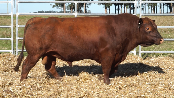 Lote 3 Toros, Artigas