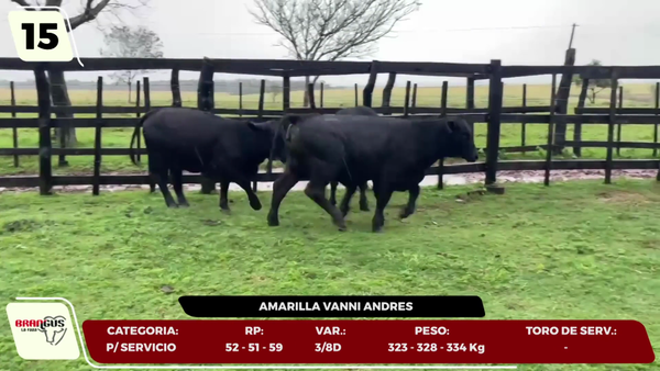 Lote LOTE 15- EN VIVO
