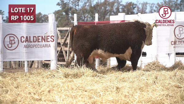 Lote Toro PR