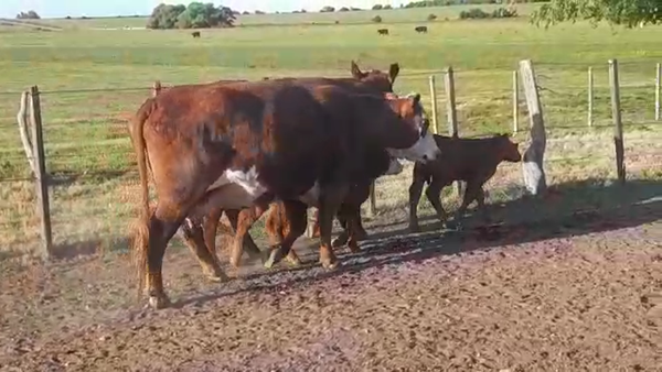 Lote (Vendido)4 Piezas de cría LIM/ ANGUS, Colonia