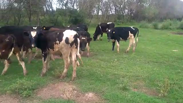 Lote 19 Terneros Holando en Santa Fe, Sunchales