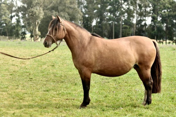 Lote Cañada Jovem Guarda (RP 349) Cabaña "La Cañada"
