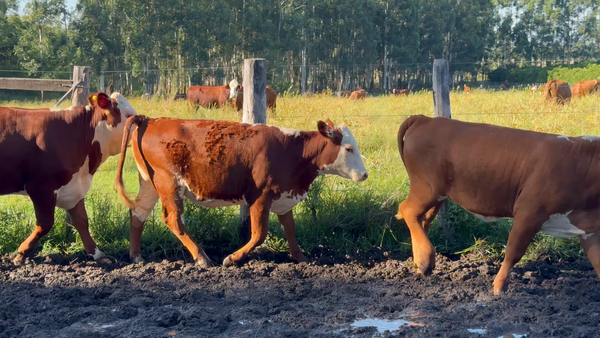 Lote 28 Terneros/as en Corrientes, Curuzu Cuatia