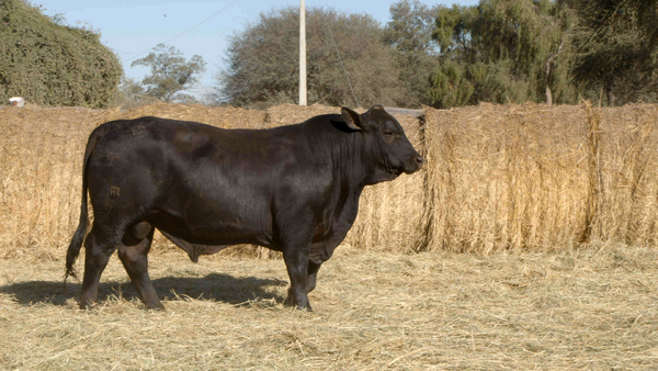 Lote TOROS Remate Nucleo Genbra