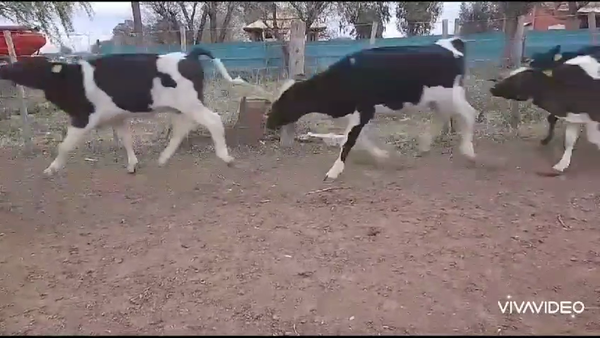 Lote 120 Terneros en Lincoln, Buenos Aires