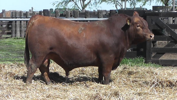 Lote TOROS ANGUS PURO CONTROLADO