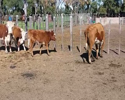 Lote 4 Piezas de cría, Colonia