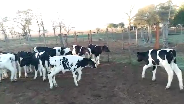 Lote 20 Terneros Holando