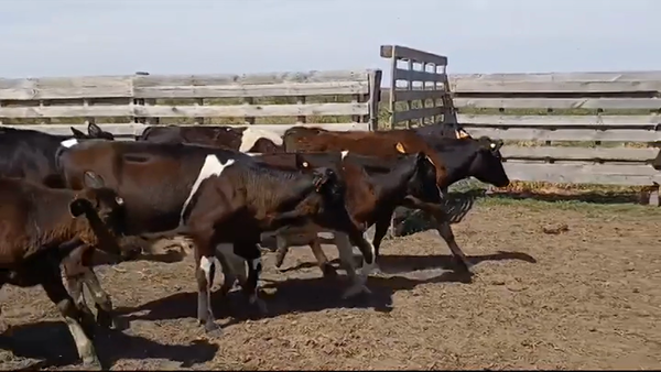 Lote (Vendido)7 Terneros 4 HOLANDO - 4 HEREFORD/ HOLANDO 140kg -  en COLONIA ALONZO MONTAÑO