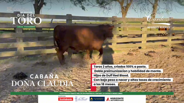 Lote Doña Claudia - Angus