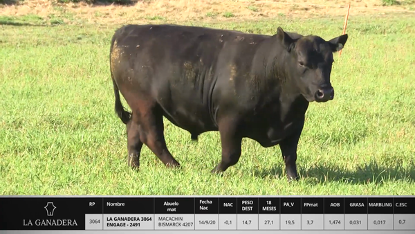 Lote LA GANADERA 3064 ENGAGE - 2491