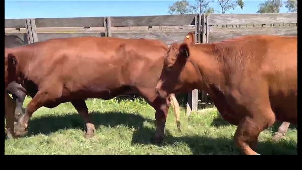Lote 31 VACAS + 1 VAQUILLONA PREÑADAS