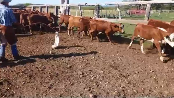 Lote 90 Terneros/as en Corrientes, Tapebicuá
