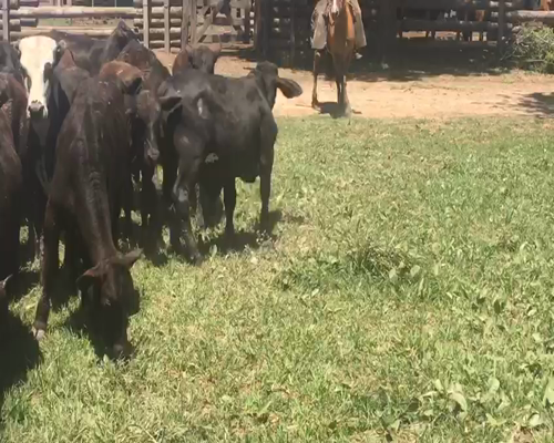 Lote 100 Terneras en El Colorado, Formosa