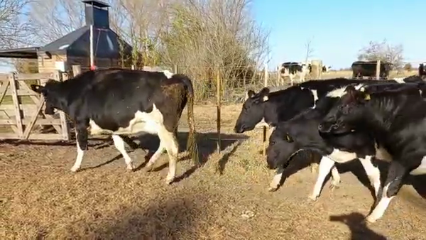 Lote Elvira Julia - Vaquillonas Preñadas