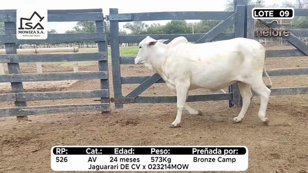Lote Nacional Nelore Campo - Lote 9