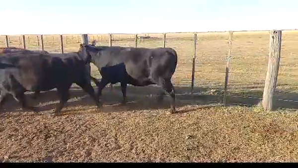 Lote 31 VACAS