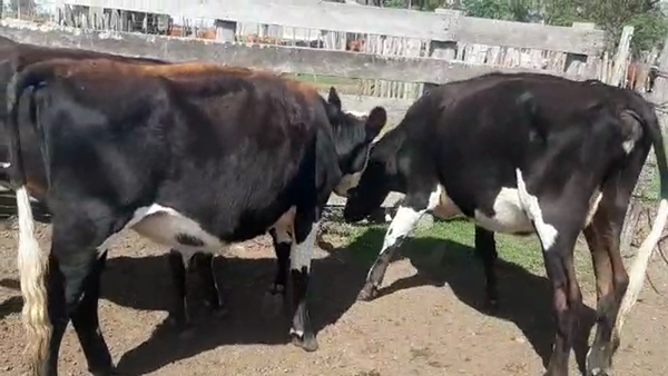 Lote 3 Vaquillonas kiwi preñadas