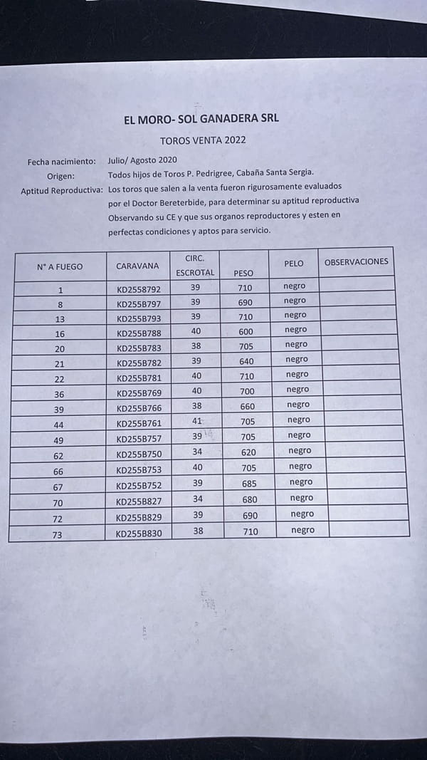 Lote 17 Toros en Carmen de Areco, Buenos Aires