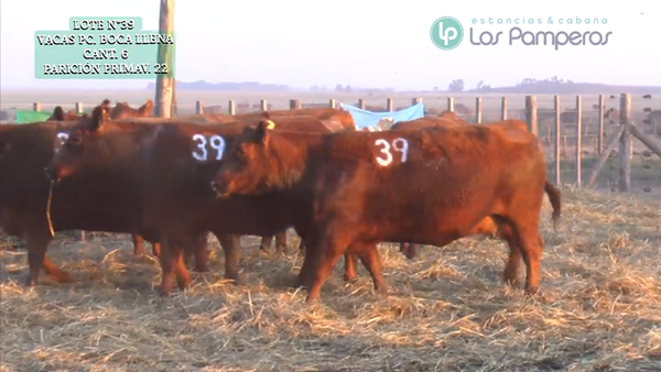 Lote VACAS P.C. - PREÑADAS - PARICION PRIMAVERA