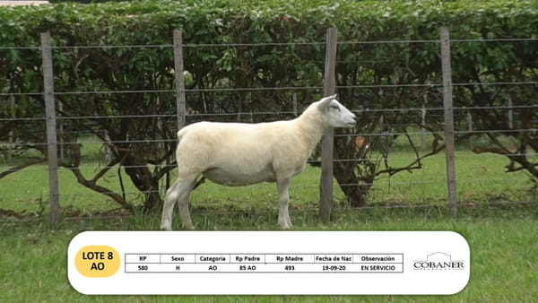 Lote Lote 8 - AO