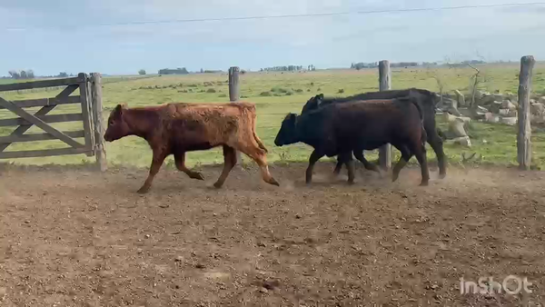 Lote 60 Terneras