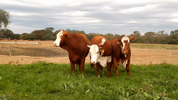 Lote CABAÑA MONTE GRANDE