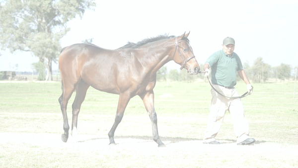 Lote PNEURUS (PNEUMATIC -  SEATTLE BLU)