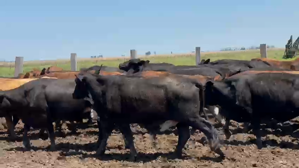 Lote 37 Novillos