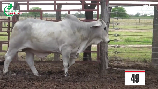 Lote Brahman