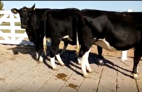 Lote 4 Vaquillonas en Morteros, Córdoba