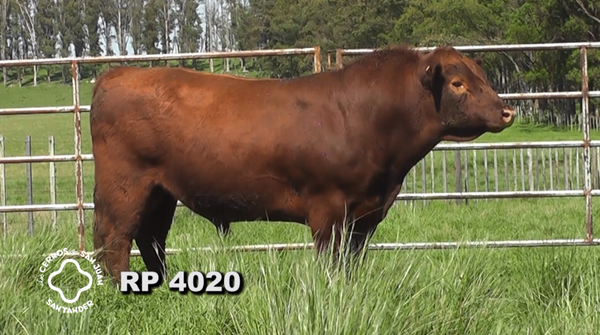 Lote 2 Toros PI / PO / PC Red Angus, Artigas